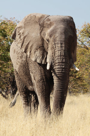 African Elephantの写真素材