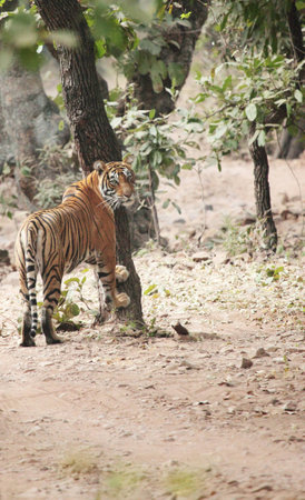Wild tiger in indiaの写真素材