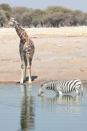 A giraffe and zebra at a watering holeの写真素材