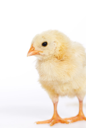 Vertical image little chickenの写真素材