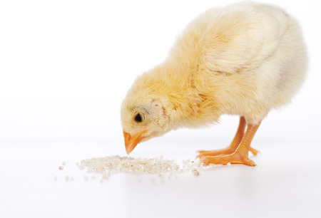Baby chicken having a mealの写真素材