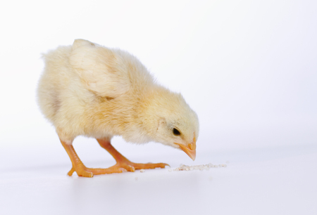 Baby chicken having a mealの写真素材