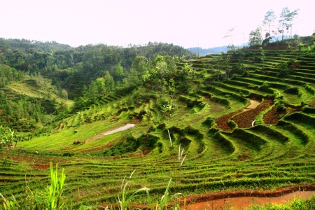 Beauty nature rice terraces in mountainの写真素材