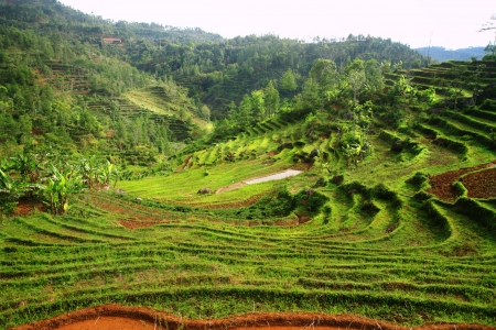 Beauty nature rice terraces in mountainの写真素材
