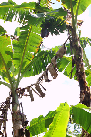 Vertical images of banana trees with fruits and flowerの写真素材