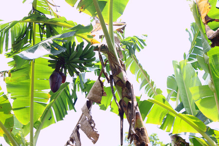 Horizontal images of banana trees with fruits and flowerの写真素材