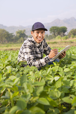 Farmer analyze soybean fieldの写真素材