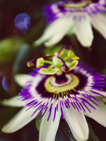 Passion Flower Closeup flower handing on a vine in a country house.の写真素材