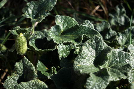 green plants leavesの写真素材