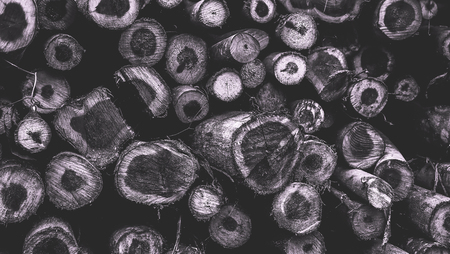 Wood Logs Stackedの写真素材