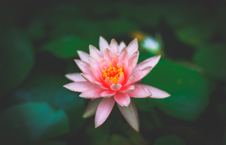 Beautiful Water-Lily Buds in Pondの写真素材