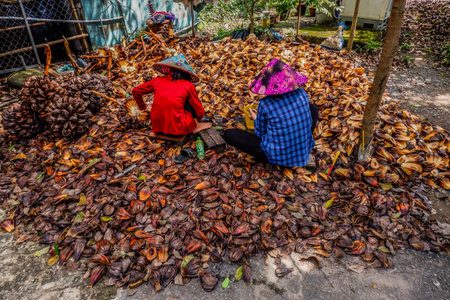 Coconut palm leaves drying in the sun on the street.のeditorial素材