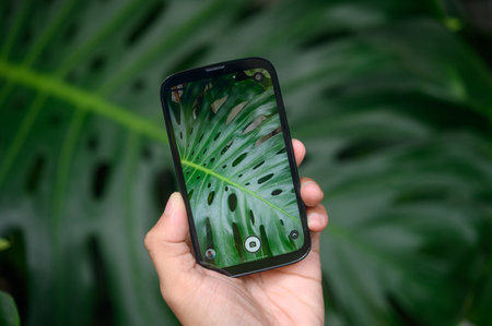 Hand holding smartphone with monstera leaf on the screen in nature background
