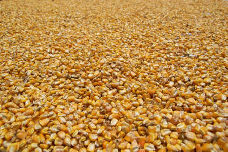 Corn seeds drying under the sunの写真素材