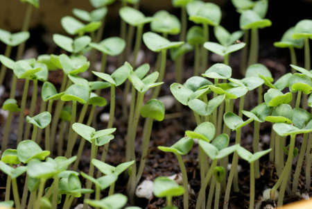Basil seedlingsの写真素材