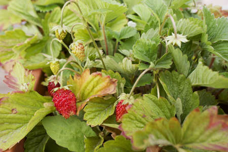 Strawberry plant with fruitsの写真素材
