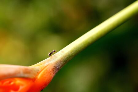 Ant Storyの写真素材