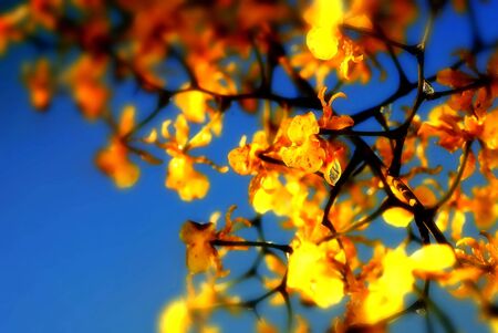 Soft focus yellow flowers backgroundの写真素材
