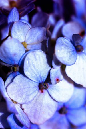 Nolstalgic bluish flower background