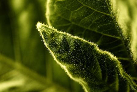 Fresh leaf textureの写真素材