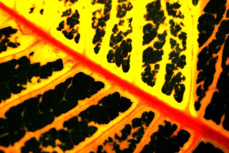 Unique tropical leaf textureの写真素材