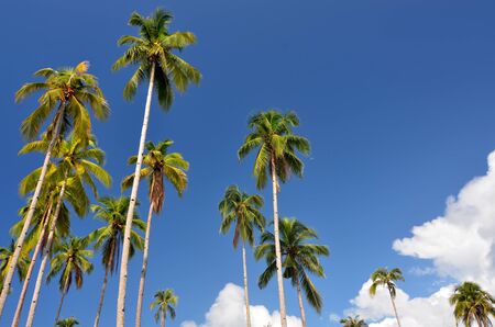 Beautiful coconut tree formation in tropical islandの写真素材