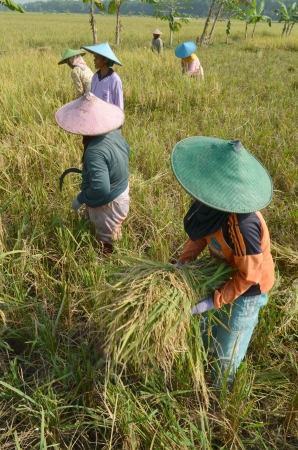 A group of women farm workers harvesting rice plantのeditorial素材