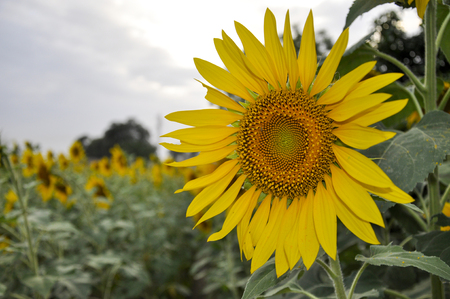 Sunflower crops in the rural area of the Punjab Provinceの写真素材