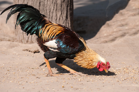 A rooster is picking wheat grains from the groundの写真素材