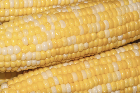 Corn on the cobsの写真素材