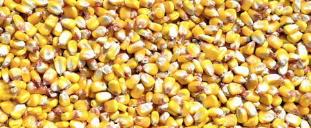 Corn texture and backgroundの写真素材