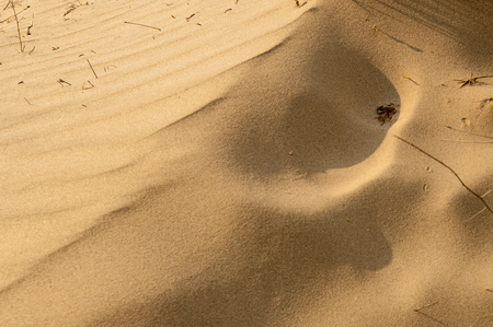 Ripples in the sand dunesの写真素材