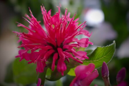 A wild flower growing in the fields near Roermond, Netherlands. Shot on a summers day in 2019.の写真素材