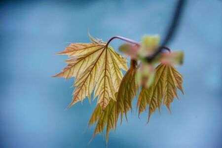 late winter Maple leaves petal near riverの写真素材