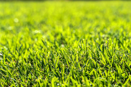 close up of green grass detail in the light