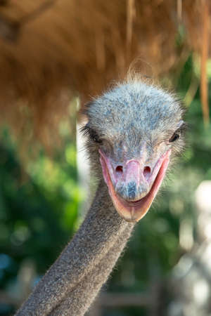 Animal head portrait - Closeup of Ostrich head with sweet eyesの写真素材