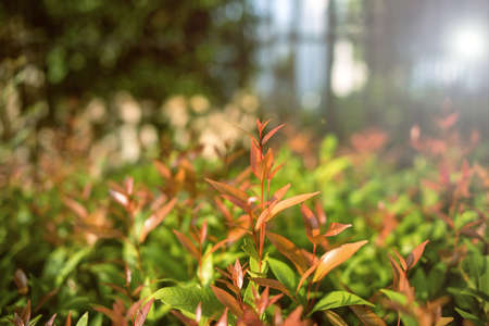 Red soft leaves in garden.outdoor nature backgroundの写真素材