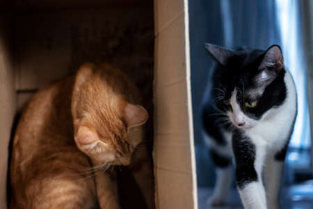 Hide and seek catの写真素材