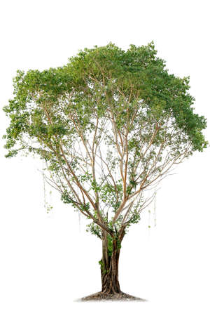 Beautiful green  tree isolated on a white backgroundの写真素材