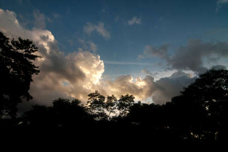 Abstract landscape cloudy day in warm light over sillhouette treesの写真素材