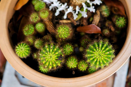 Top view cactus in plant potの写真素材
