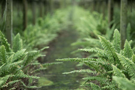 Path walk along with fern plantの写真素材
