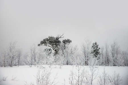 Black & white freezing forest under the snow fieldの写真素材