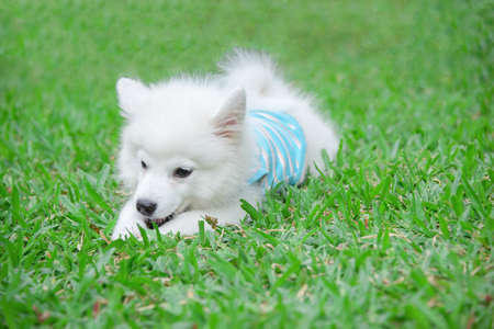 little puppy play on grass fieldの写真素材