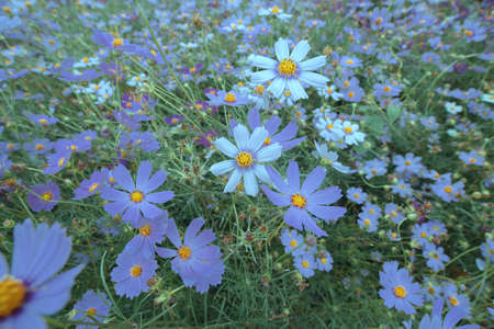 blue tone in the garden - flower fieldの写真素材