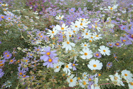 blue tone in the garden - flower fieldの写真素材