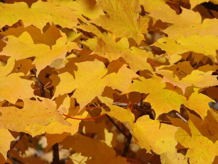 Peak fall foliage background