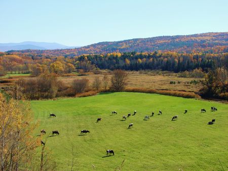 Cows graze on a Vermont farmの写真素材