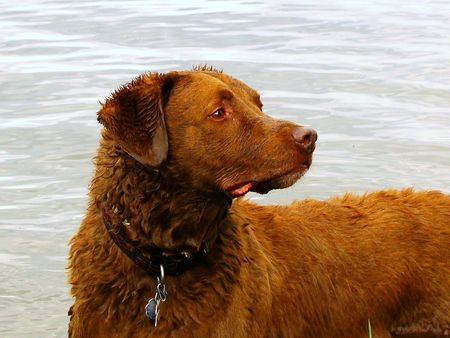 Mans' best friend after swimming on the lakeの写真素材