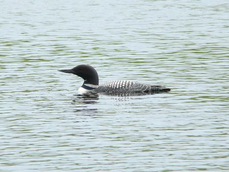 Common Loon on the lakeの写真素材